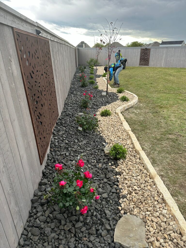 Various types of roses, planted in the yard of a residential home by the Biocleaners USA team.