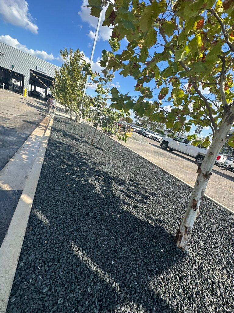 Trees watered and maintained in a parking lot.